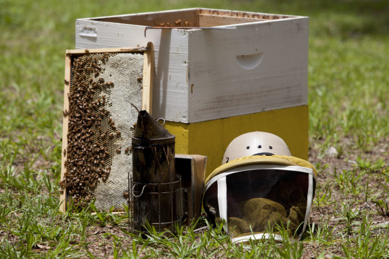 Bee hive and honey beekeeping equipment